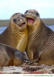 funny-caption-pics-seal-smiling-sea-lions-cute-animal-pictures